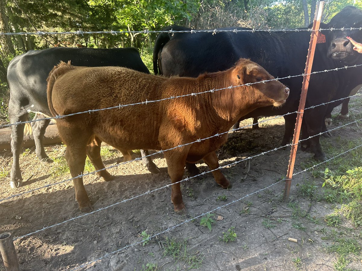 Bitcoin Ranch tweet media