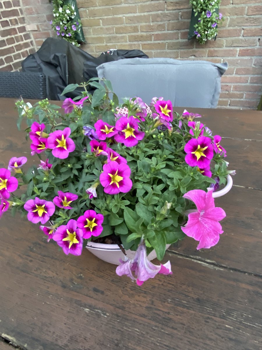 anitadegrutter's tweet photo. De tuin is klaar voor de zomer https://t.co/CRrc7wWhlR