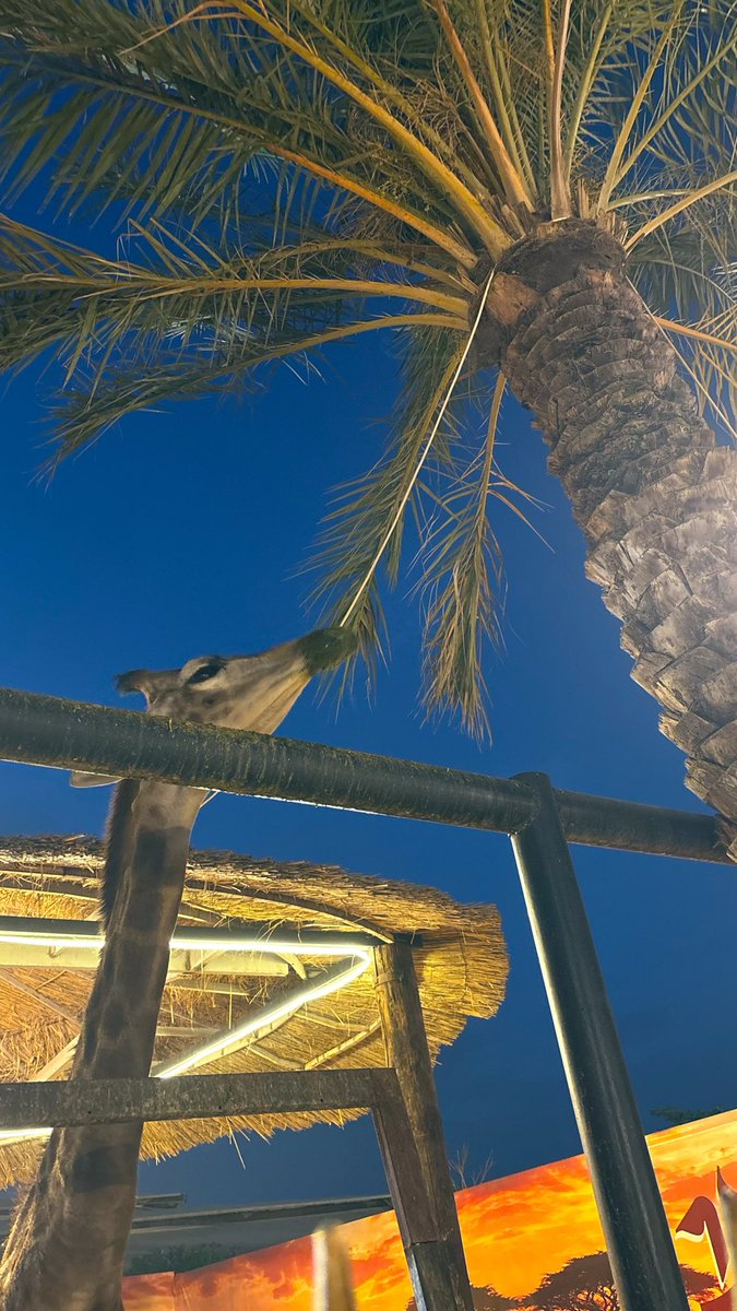 AladhDee's tweet photo. 🦒🦌🦚🐒🍦🌴 https://t.co/ndn3O9MWCK