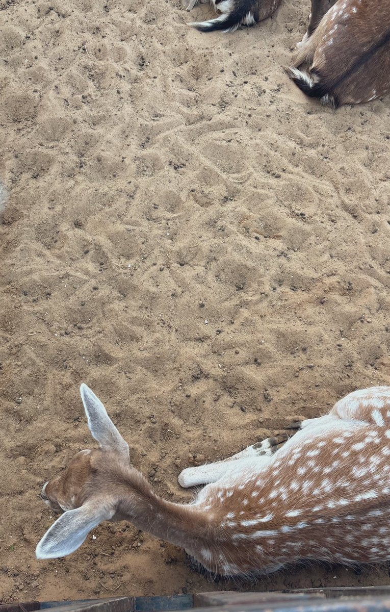AladhDee's tweet photo. 🦒🦌🦚🐒🍦🌴 https://t.co/ndn3O9MWCK