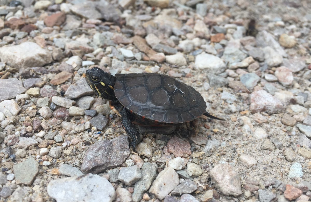 MurphysPointPP's tweet photo. Today is World Turtle Day!🐢 

Five different species of turtles call Murphys Point home. Do you know which ones?🔍 

When visiting the park, be sure to keep an eye out for turtles crossing the roads and report any sightings to park staff. 

#WorldTurtleDay https://t.co/yhCjb6S7C2
