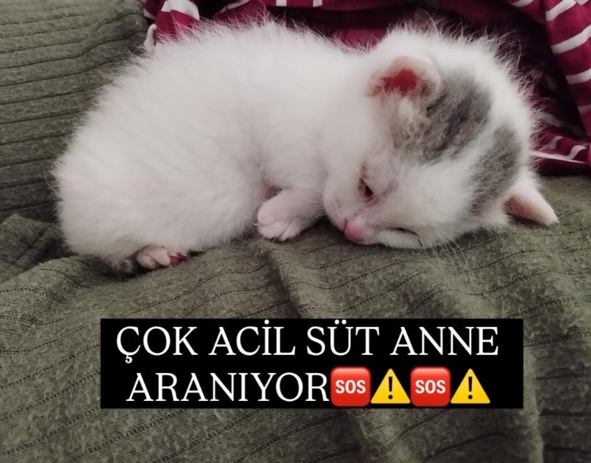 Zülal Kutluer tweet media