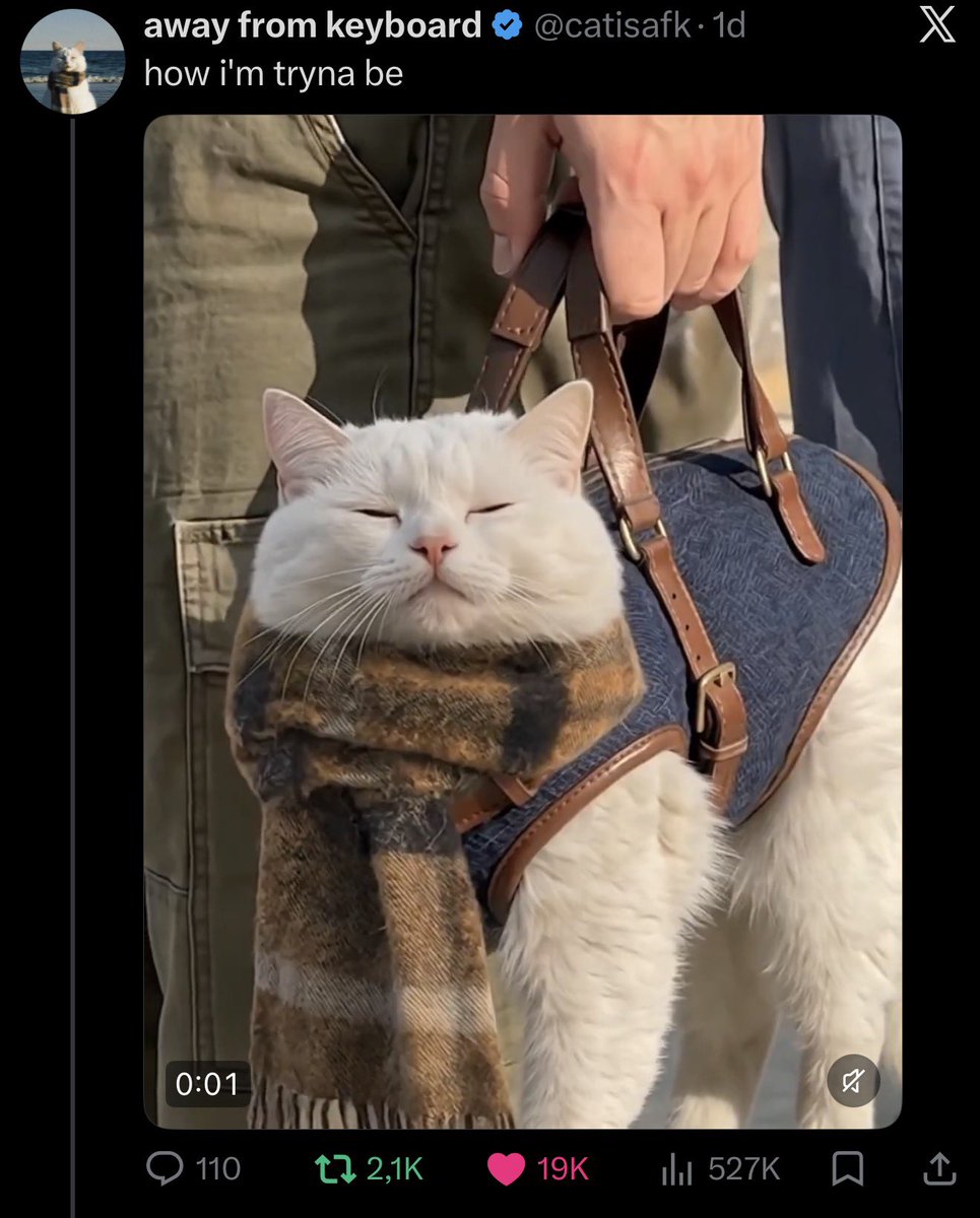 Simba_sol's tweet photo. Is it for real that this is at 1.7m?

Coin has everything, crazy appealing ticker, really good concept, amazing character, goated content, every other post goes hella viral on all socials

So what is missing? I dont know but im continue bidding the cat

If im wrong im wrong, if i die i die, see you soon