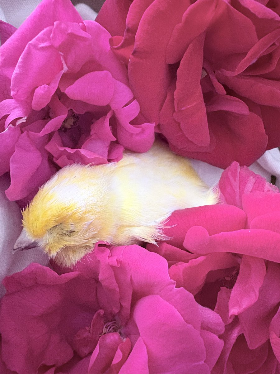 gami__7's tweet photo. i hope you can fly as high as you want to now, i’ll see you later mang :( https://t.co/gZuvZTyMzz