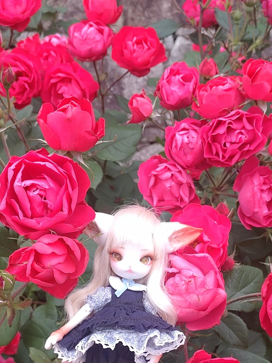 satokichi7310's tweet photo. #ドールとお花
#お花とドール
#MiniKitty
#ミニキティ
#花鈴

名前、花鈴（かりん）にしようかと。
1枚目の薔薇、絵みたいじゃないですか？ https://t.co/7914EvR3m4