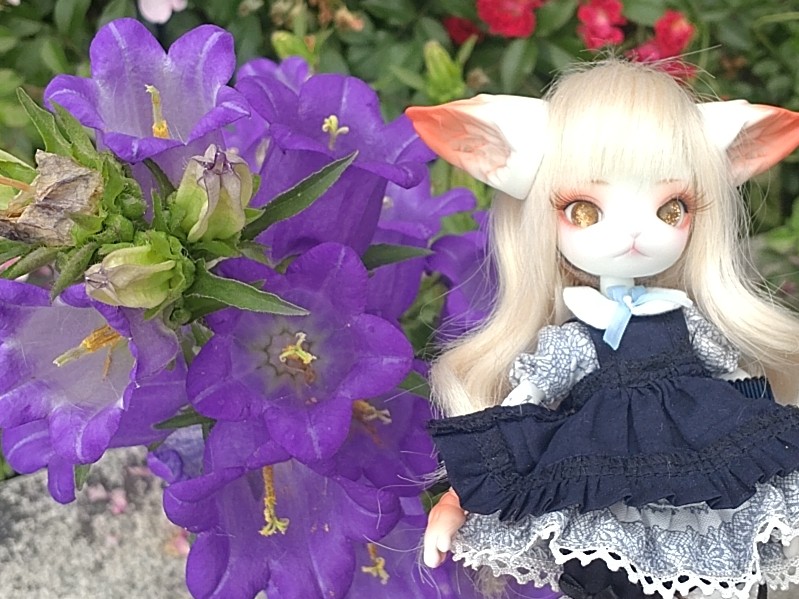 satokichi7310's tweet photo. #ドールとお花
#お花とドール
#MiniKitty
#ミニキティ
#花鈴

名前、花鈴（かりん）にしようかと。
1枚目の薔薇、絵みたいじゃないですか？ https://t.co/7914EvR3m4