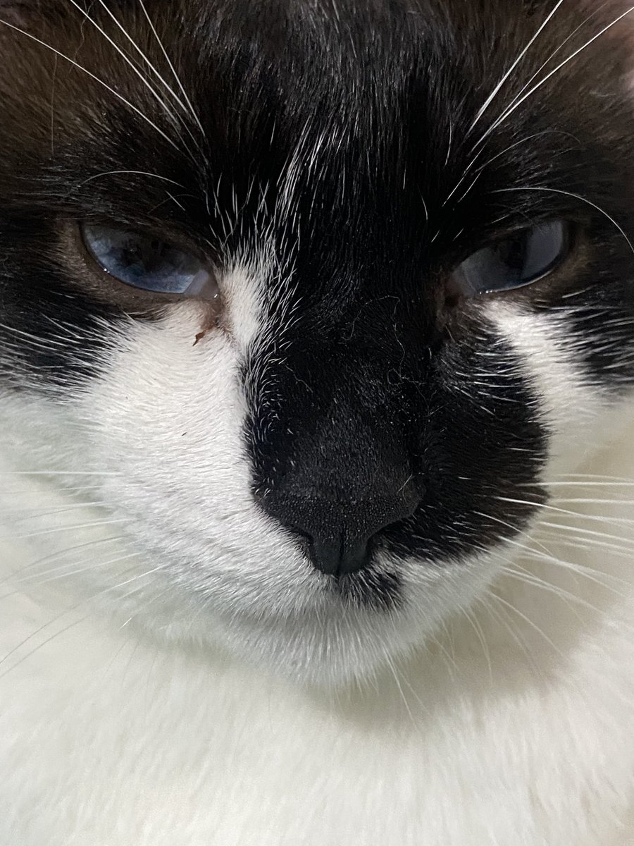purrmiaw tweet media