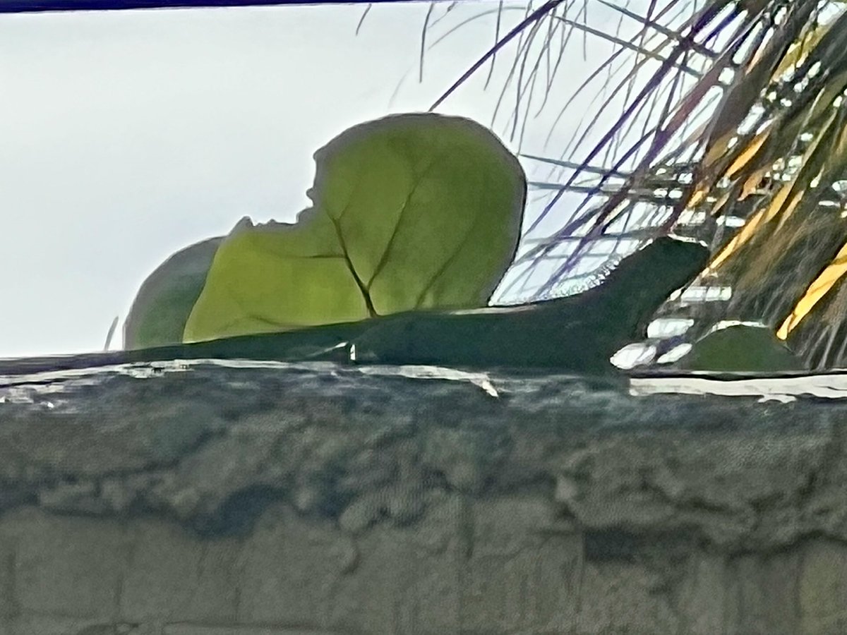 KMillerWeather's tweet photo. Back already? I guess we had a few months reprieve from #iguanas after the freeze. Just enough for my plants to recover so they’ll have plenty to eat. 😕 https://t.co/uDfrZ4kVsq