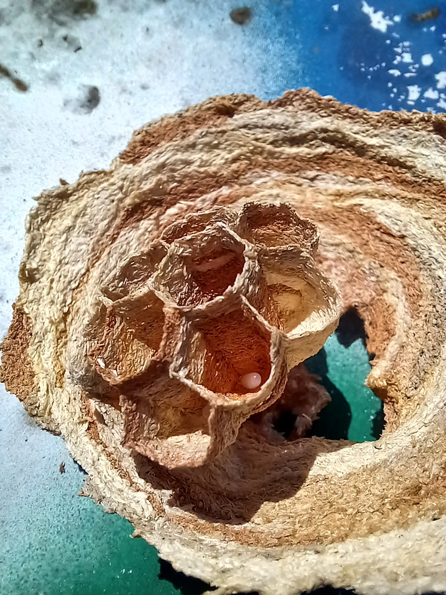vammedok's tweet photo. Caught this just in time! A hornet queen decided the warm roof of my  hive was the perfect spot to start her paper empire. You can even see the first egg inside! Had to intervene before it became a massive problem for my bee colonies. #Beekeeping #Apiary #Hornet https://t.co/V1Iyhao7Bo