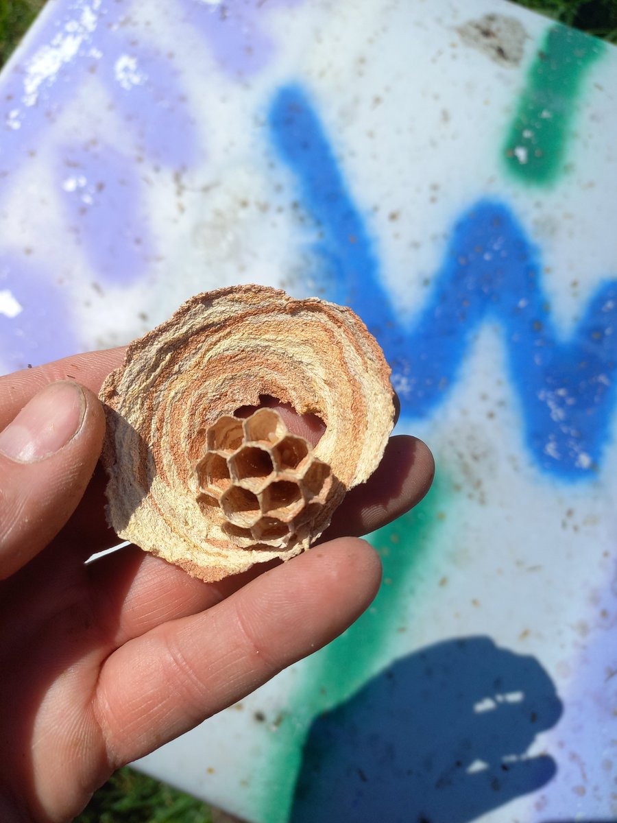 vammedok's tweet photo. Caught this just in time! A hornet queen decided the warm roof of my  hive was the perfect spot to start her paper empire. You can even see the first egg inside! Had to intervene before it became a massive problem for my bee colonies. #Beekeeping #Apiary #Hornet https://t.co/V1Iyhao7Bo