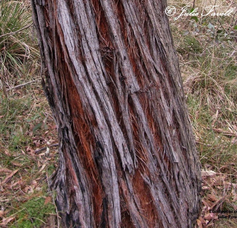 info_leg's tweet photo. Eucalyptus cannonii - Red Stringybark. Tree to 15 m high;  bark persistent throughout, grey to red-brown, stringy. Restricted,  sclerophyll woodland  shallow soil ; Rylstone to upper Wolgan Valley.
Flowering time June
Threatened species: NSW BCA Vulnerable https://t.co/54mcWVeNbe