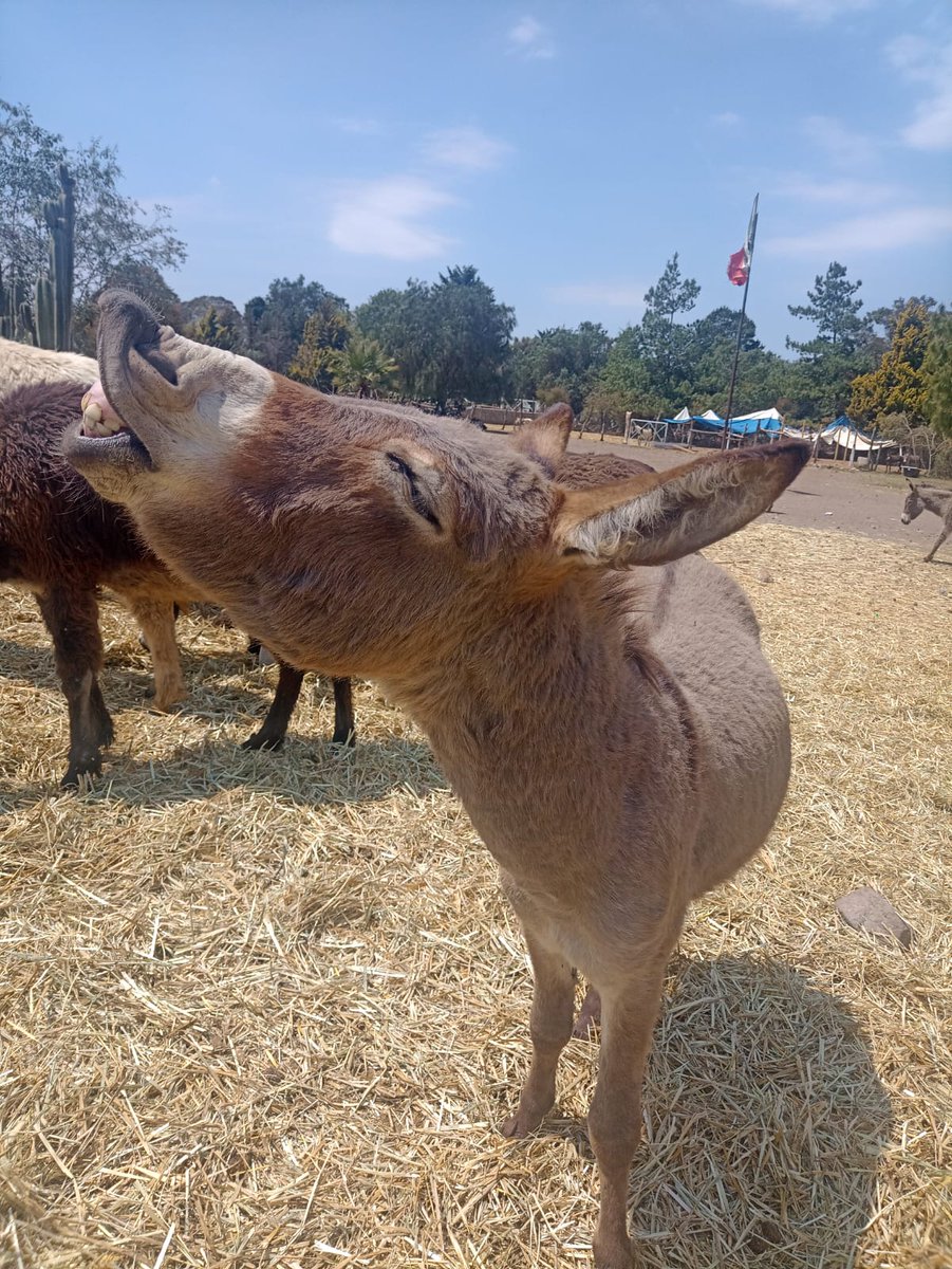 Burrolandia México tweet media
