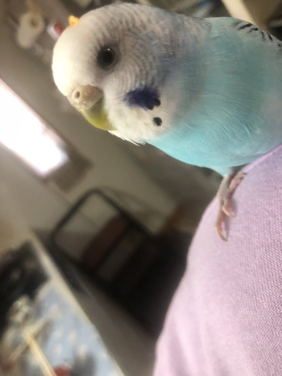 キノピー tweet media
