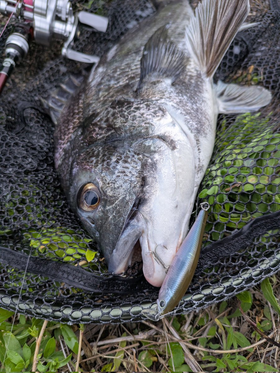 pezpez1091's tweet photo. ビーフリーズで黒った🎣
#ベイトチニング
#fishman
#ビームスインテ64ul
#ビーフリーズ65s
#黒鯛 https://t.co/NvVtE5k2pJ