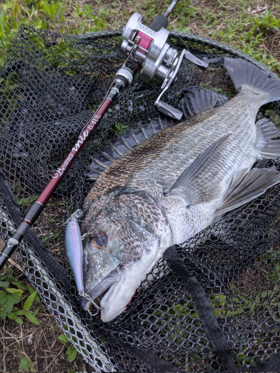 pezpez1091's tweet photo. ビーフリーズで黒った🎣
#ベイトチニング
#fishman
#ビームスインテ64ul
#ビーフリーズ65s
#黒鯛 https://t.co/NvVtE5k2pJ