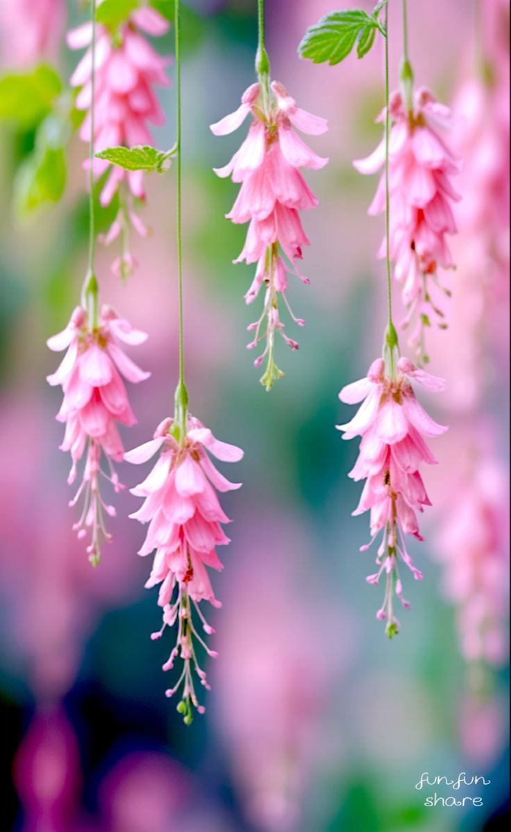 Flower Collection 🌹💐 tweet media