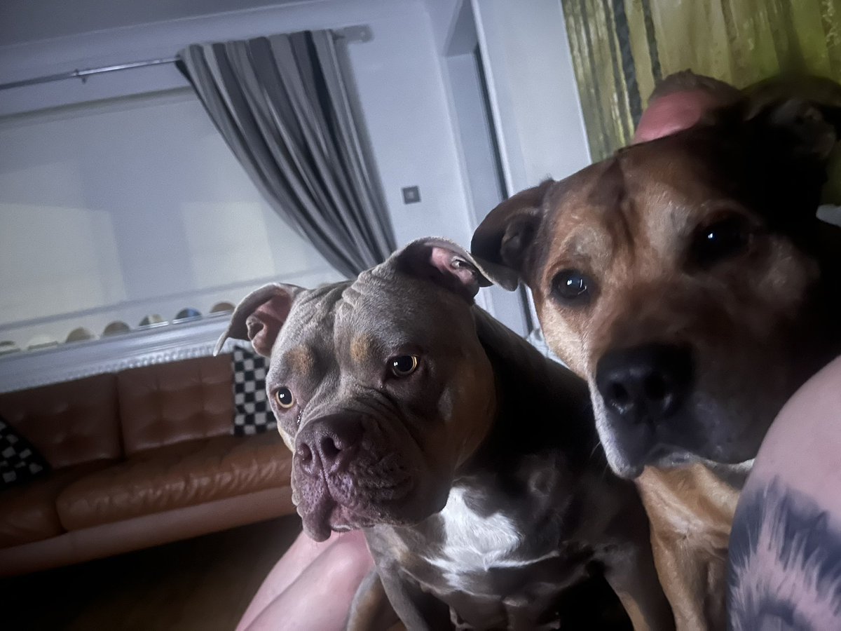juwjuw02's tweet photo. Love these two pooches 🩷🩵 have no clue what they are looking at tho https://t.co/BEuudjqj2q