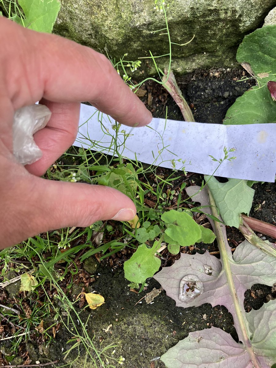 _pickuplitter's tweet photo. @_pickuplitter on duty ✅
Saw, picked, binned. The last four day’s picks: it makes a difference. @KSBScotland  #WashYourHands                  @CleanUpScotland  @ZeroWasteScot @PlasticPollutes @Plasticsimpact https://t.co/UNLCc9HYTZ
