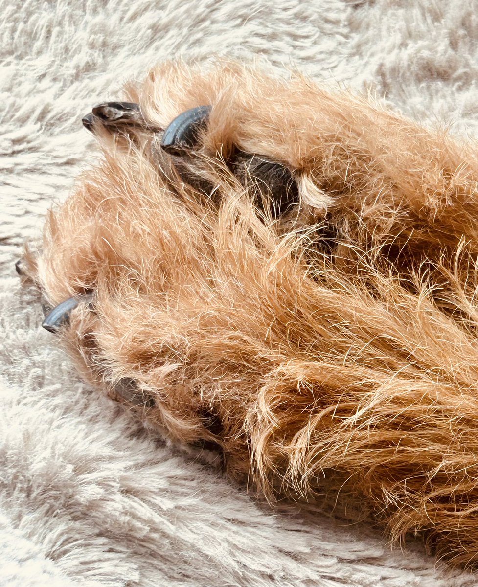 Rizeberg's tweet photo. 🐾🩷 https://t.co/L5kD7oTT8W