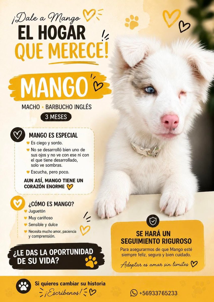 cirio17's tweet photo. Serv Ut Pública🙏
Pta Arenas
Se busca Familia al Bello MANGO🐾🐾
Solo quienes Amande verdad🙏 https://t.co/1A4kJ84W52