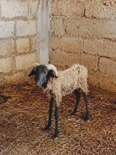 سيرين سَهار tweet media