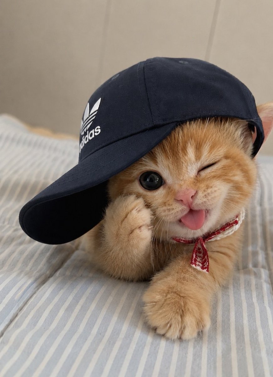 CuteLittleCats🐱 tweet media