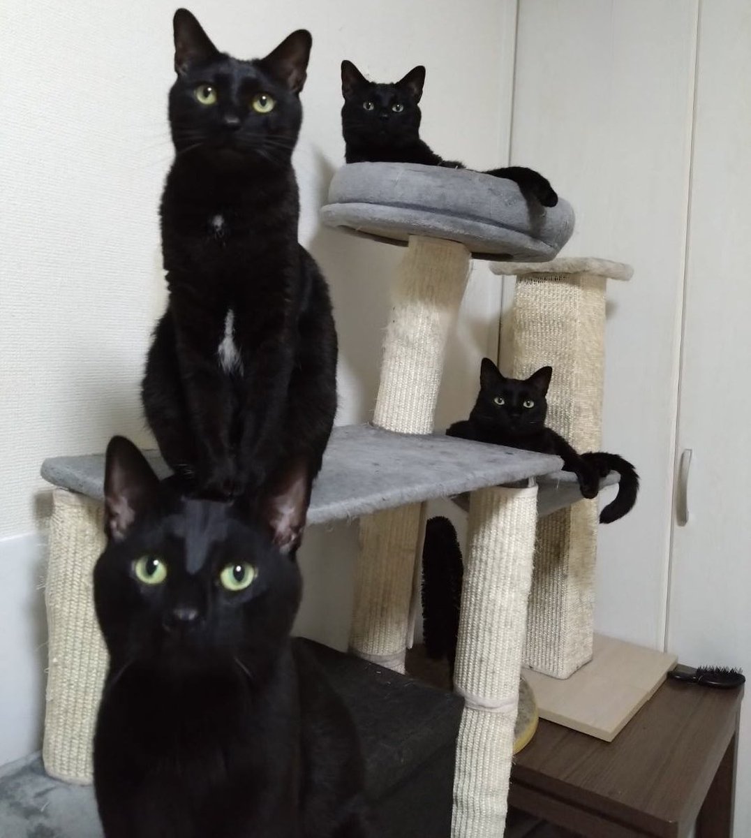 黒猫一家🐭 tweet media
