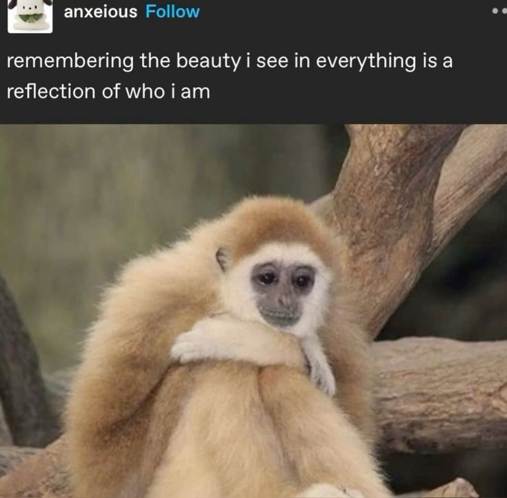 𝖈𝖍𝖆𝖇𝖆𝖟𝖎𝖙𝖊 tweet media