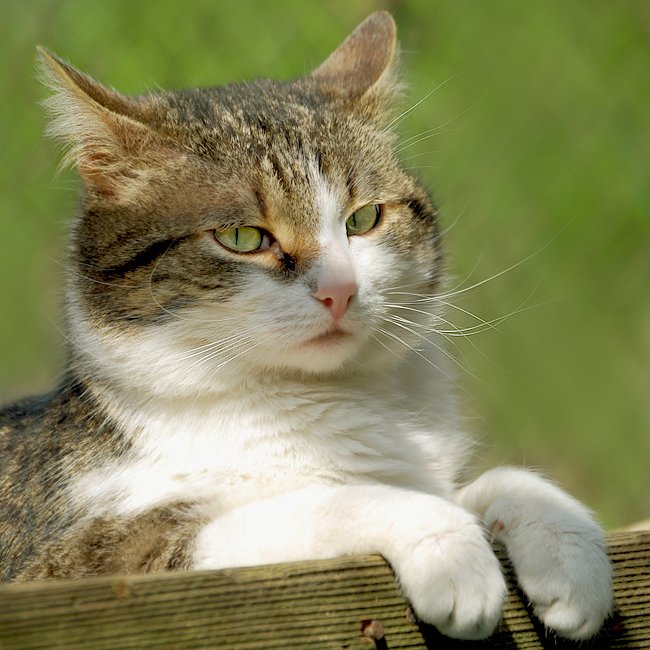 ごる猫 Σ(っ=ΦωΦ)っ tweet media
