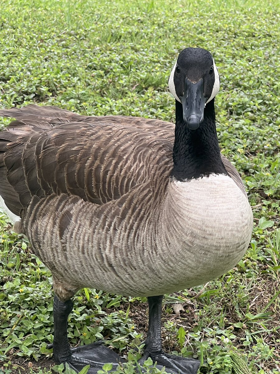 AndiTheIdiot tweet media