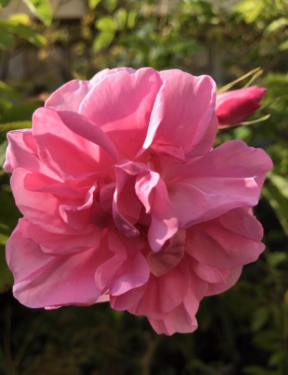 perfumer1208's tweet photo. 調香師(パフューマー) 

私の大事な宝物

ブルガリアのオットーローズ
キロ数百万円の薔薇の精油
こんな容器に入って届きます

なかなか入手出来ない   本物

蓋を開けると
咲くことを許されなかった
薔薇の花達の涙が
痛みを伴い香ります

#森田洋子 #薔薇 
#オットーローズ #精油 https://t.co/3I9Mbk0UE9