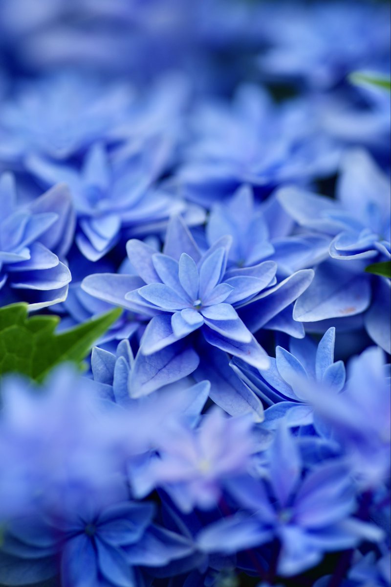 ♡花♡ページ flower