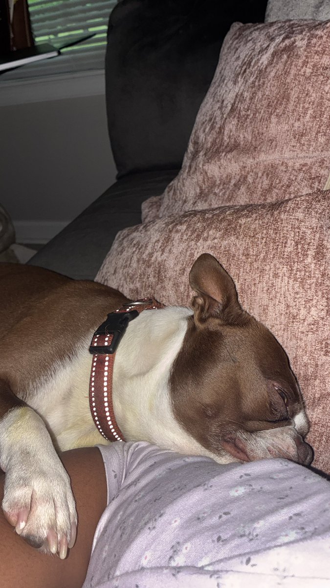 ms_loveable3's tweet photo. He is super spoiled ! https://t.co/bDrcV1AWxp