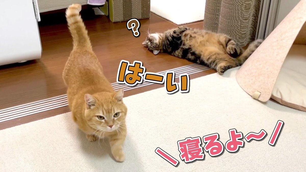 ごる猫 Σ(っ=ΦωΦ)っ tweet media