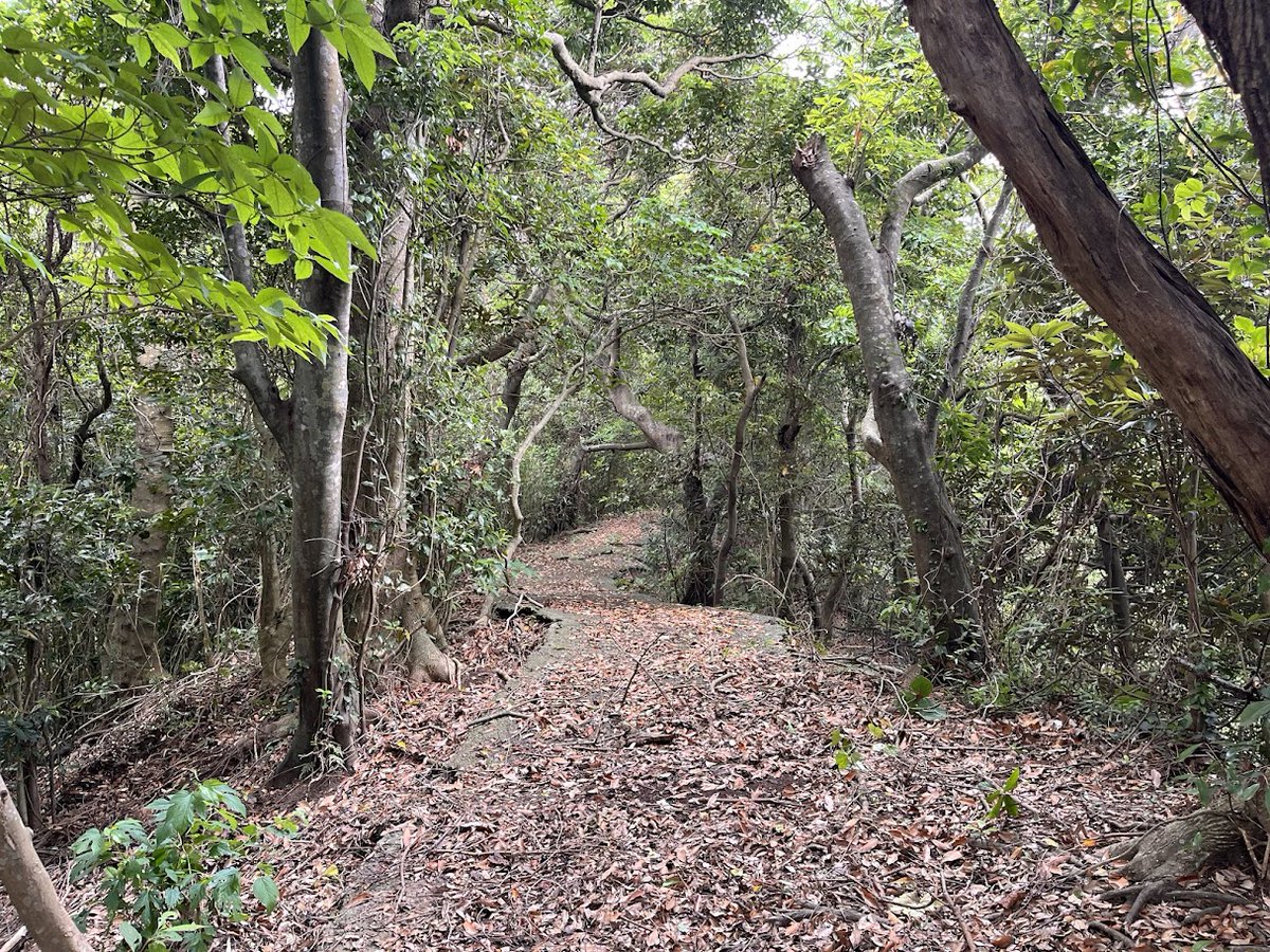 naruminami2's tweet photo. 九州自然歩道、登山道整備　この日は整備計画を立てるための情報集めのため全ルートを点検するために身軽で整備道具はあまり持って行かなかったのですが、いきなりこれに遭遇してしまい、、登山道整備を任されている者としてはこれを放置できないというか、そのまま帰るのが恥ずかしい。。。てことで手持ちの小さいノコで太刀打ちできるのか？　意外とやってみるもんです。すっかり撤去できました。

#登山道整備
#九州自然歩道
#南大隅町
#霧島山岳会
#登山道