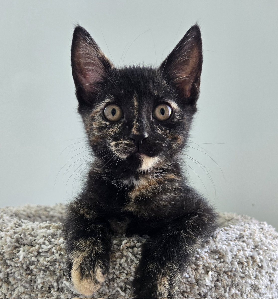 RappCats tweet media