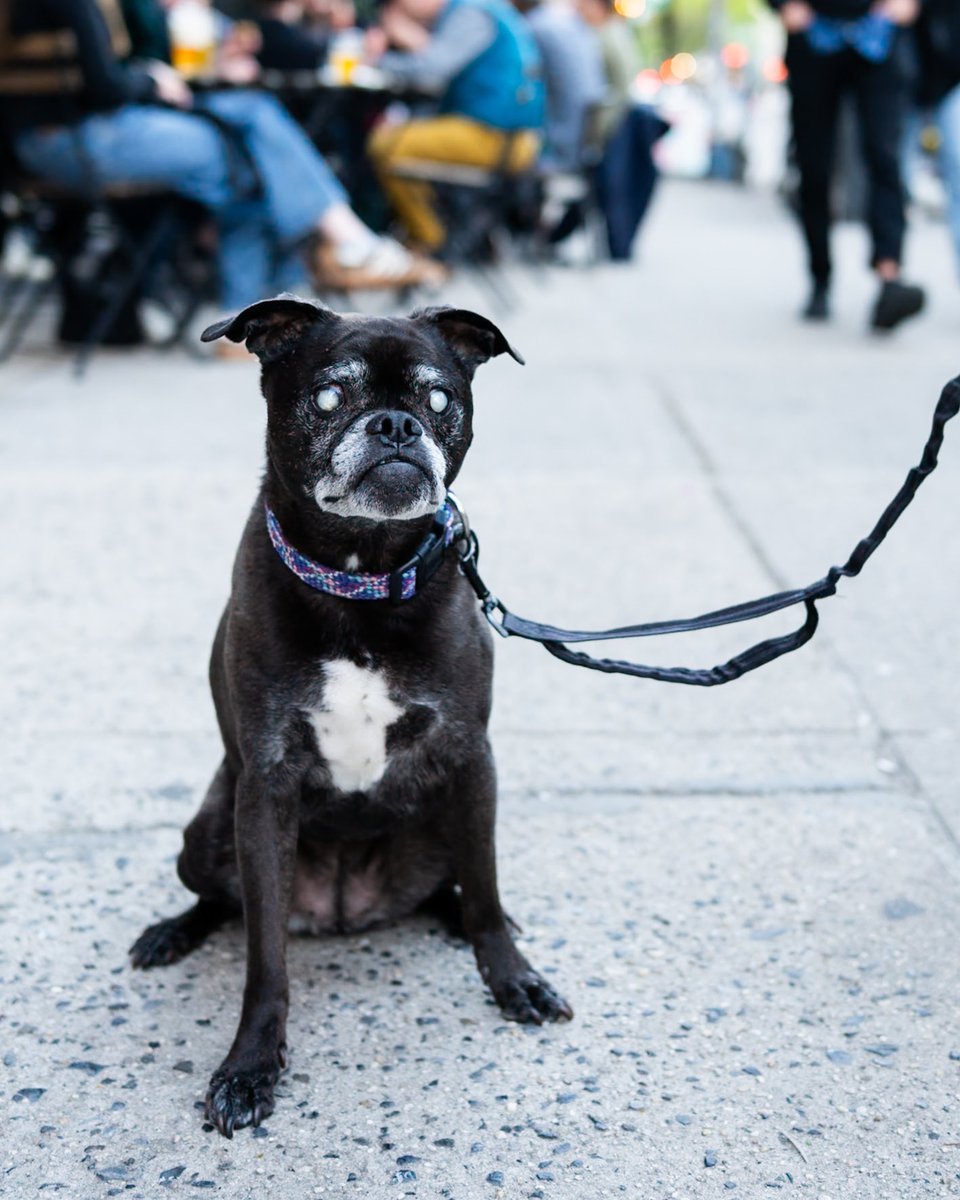 thedogist's tweet photo. Olive, Pug/Pit Bull mix (12 y/o), 80th & Amsterdam Ave., New York, NY “She’s blind. You have to make sounds. She’s very resourceful. She can hear absolutely everything, like if someone is peeling a banana. She went blind six years ago, so she’s spent half of her life blind. She doesn’t realize she’s blind – it’s a secret. We just try to make things easier. We had to swap some furniture out so she wouldn’t hurt herself. We can’t leave shoes around. We have to keep things tidy. She’s very unique. She’s a rescue from @AnimalLeague .”