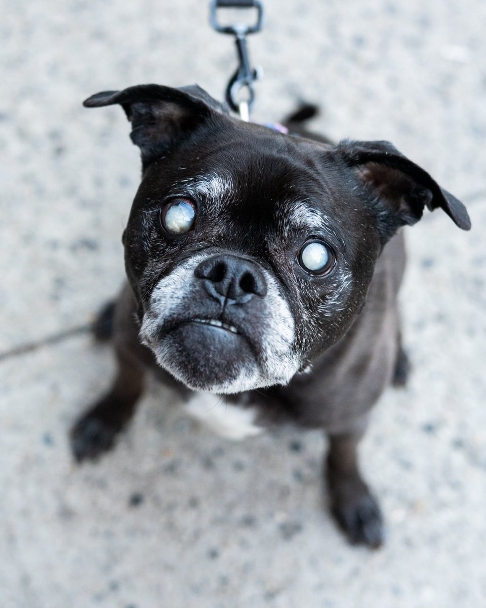thedogist's tweet photo. Olive, Pug/Pit Bull mix (12 y/o), 80th & Amsterdam Ave., New York, NY “She’s blind. You have to make sounds. She’s very resourceful. She can hear absolutely everything, like if someone is peeling a banana. She went blind six years ago, so she’s spent half of her life blind. She doesn’t realize she’s blind – it’s a secret. We just try to make things easier. We had to swap some furniture out so she wouldn’t hurt herself. We can’t leave shoes around. We have to keep things tidy. She’s very unique. She’s a rescue from @AnimalLeague .”