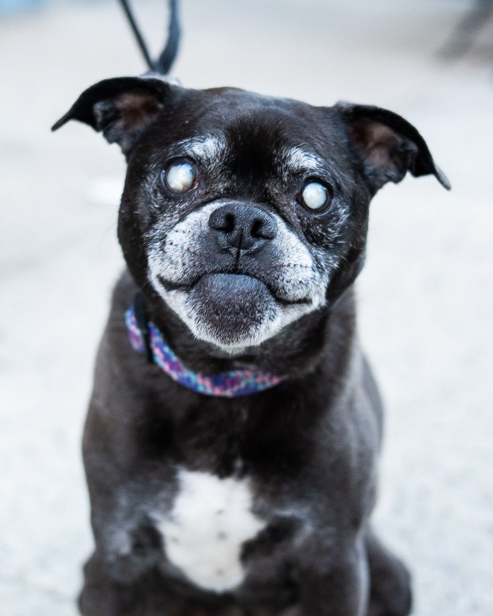 thedogist's tweet photo. Olive, Pug/Pit Bull mix (12 y/o), 80th & Amsterdam Ave., New York, NY “She’s blind. You have to make sounds. She’s very resourceful. She can hear absolutely everything, like if someone is peeling a banana. She went blind six years ago, so she’s spent half of her life blind. She doesn’t realize she’s blind – it’s a secret. We just try to make things easier. We had to swap some furniture out so she wouldn’t hurt herself. We can’t leave shoes around. We have to keep things tidy. She’s very unique. She’s a rescue from @AnimalLeague .”
