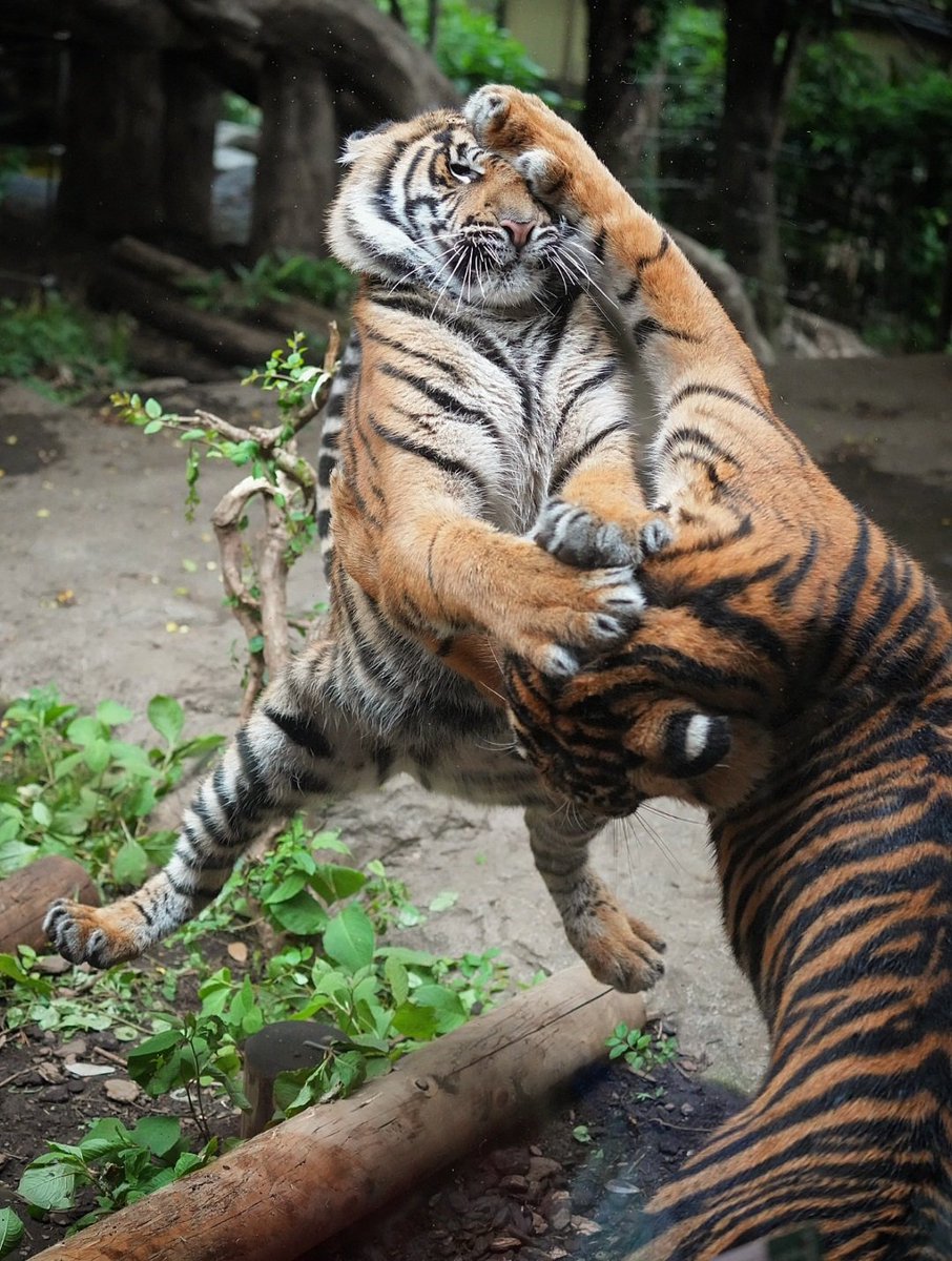 SwimShingo's tweet photo. 空中浮遊🐯
#スマトラトラ #上野動物園 #sumatrantiger　#tiger https://t.co/gEBpEoJY38