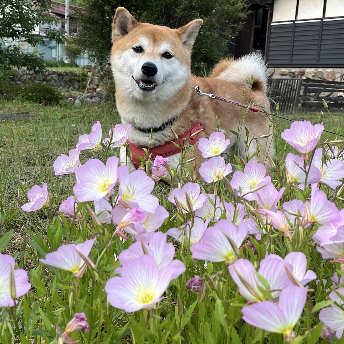 kakeru_17's tweet photo. おはようございます🌺

#柴犬 https://t.co/INipt4spyV
