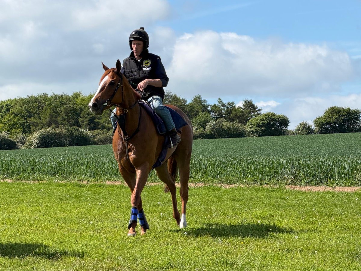 NewstartRacing's tweet photo. A lovely day @NewstartRacing to start the bank holiday weekend. 🏇🏇
#Pinpoint & #SallyAnnesDream out on show together, followed by☕️&🧁 at the yard. 😎
Many thanks to those who were able to join us, & those who assisted the morning to go well. 🏇🏇📸🙏 😎 https://t.co/1NpqaDiUha
