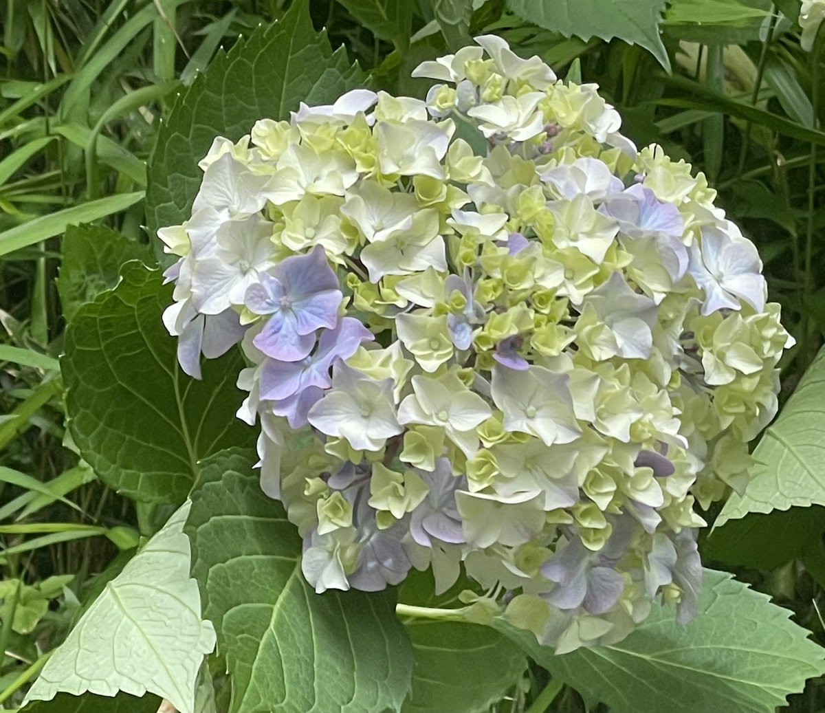 はるのたんぽぽ🌼 tweet media