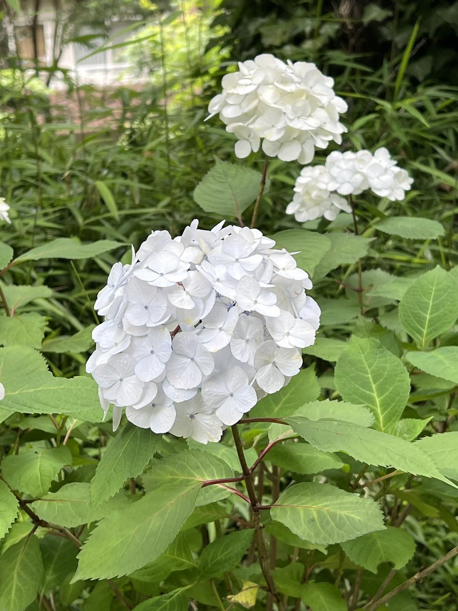 はるのたんぽぽ🌼 tweet media