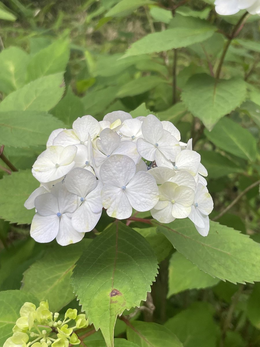 はるのたんぽぽ🌼 tweet media
