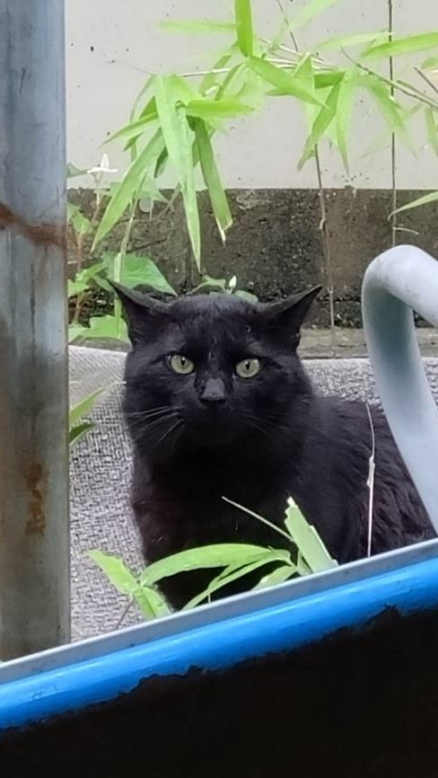 ふらんすねこ様♡ありがとうございます♡ おはようございま〜す( ³ω³ )☁ #猫のいる暮らし #猫好きさんと繋がりたい