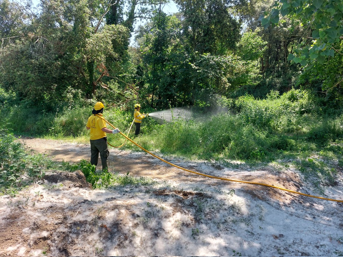 ADF172's tweet photo. Remullem de forma preventiva borrissol de pollancre en diverses zones de @LaRocaV i de @dosrius per reduïr la seva inflamabilitat i evitar incendis forestals #adfcat #prevencióIF https://t.co/qiHj3IaXsZ