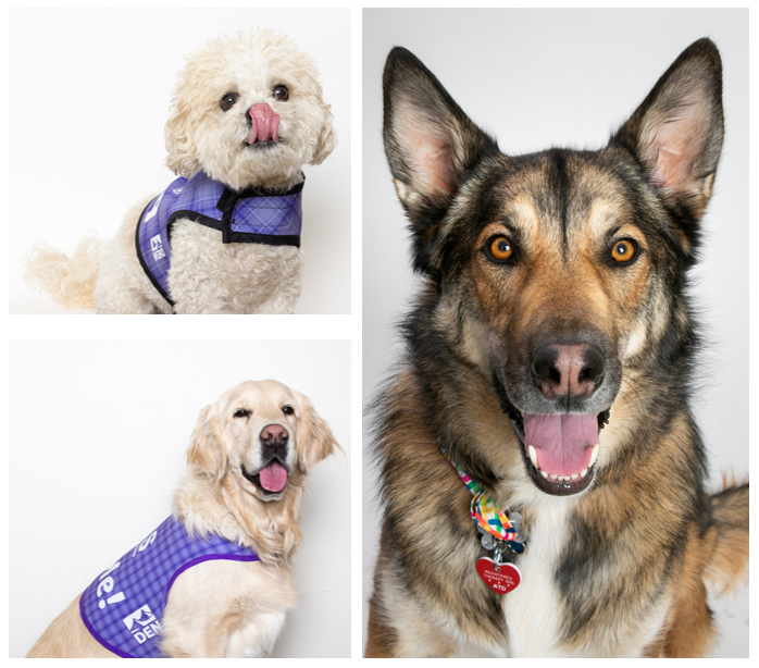 DENAirport's tweet photo. The #DENCATS come in all shapes and sizes.  Come say hi to your favorite doggo today!

Main Terminal 
Maverick
11 a.m. - 1 p.m. 

Concourse B 
Biggie, Dug
10 a.m. - 12 p.m. 

Kramer
2 - 4 p.m.

Concourse C 
Bode
1:30 - 3:30 p.m. 

Hawkeye
4 - 5 p.m. https://t.co/T04cOtWwKV
