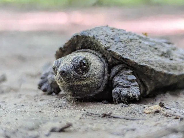 CbusMetroParks's tweet photo. It's World Turtle Day 🐢 

Turtles do more than just carry their homes on their backs; they help keep our waterways and wetlands healthy and balanced by transporting nutrients.

#cbusmetroparks

📸 Baby Snapping Turtle at Scioto Grove Metro Park, photo Max Wells https://t.co/5U8mS8Edhm