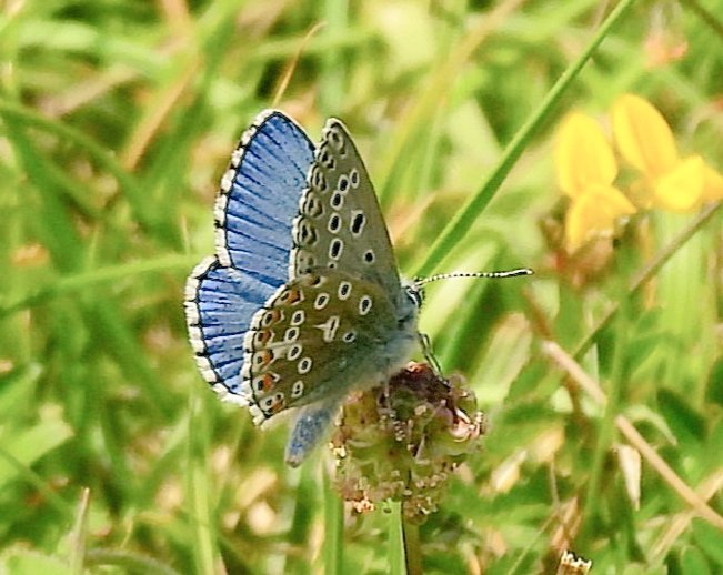 Apaturailia15's tweet photo. A male Adonis Blue on Denbies Hillside in Surrey today @BC_Surrey Sometimes reluctant to settle with wings open but in flight their pure blue upperside is a memorable sight @savebutterflies @nationaltrust @SaveLeaMarshes @KissimmeeWild @Britnatureguide https://t.co/RSZn36tReH